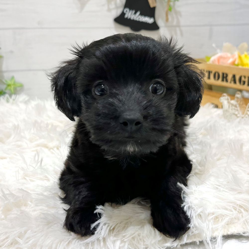 愛知県のダップー(ダックス×プードル) (犬の家&猫の里豊田店/2025年8月26日生まれ/男の子/ブラックホワイト)の子犬の4枚目の画像