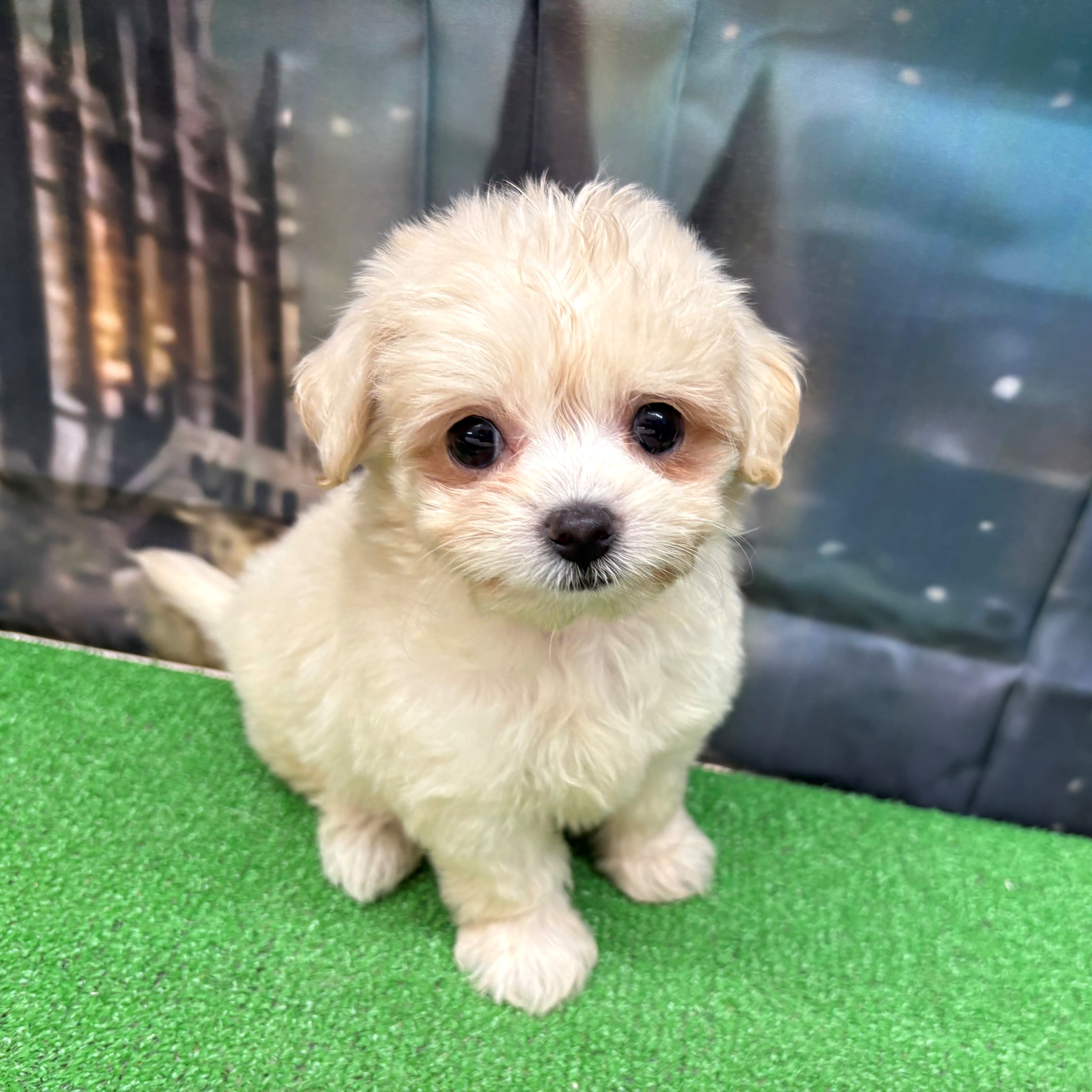 愛知県のチワプー/プーチー(チワワ×プードル) (犬の家＆猫の里名古屋天白店/2025年8月27日生まれ/女の子/クリーム)の子犬の4枚目の画像