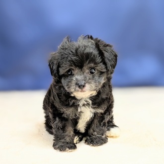 愛知県のチワプー/プーチー(チワワ×プードル) (犬の家＆猫の里一宮店/2025年8月27日生まれ/男の子/シルバー)の子犬の4枚目の画像