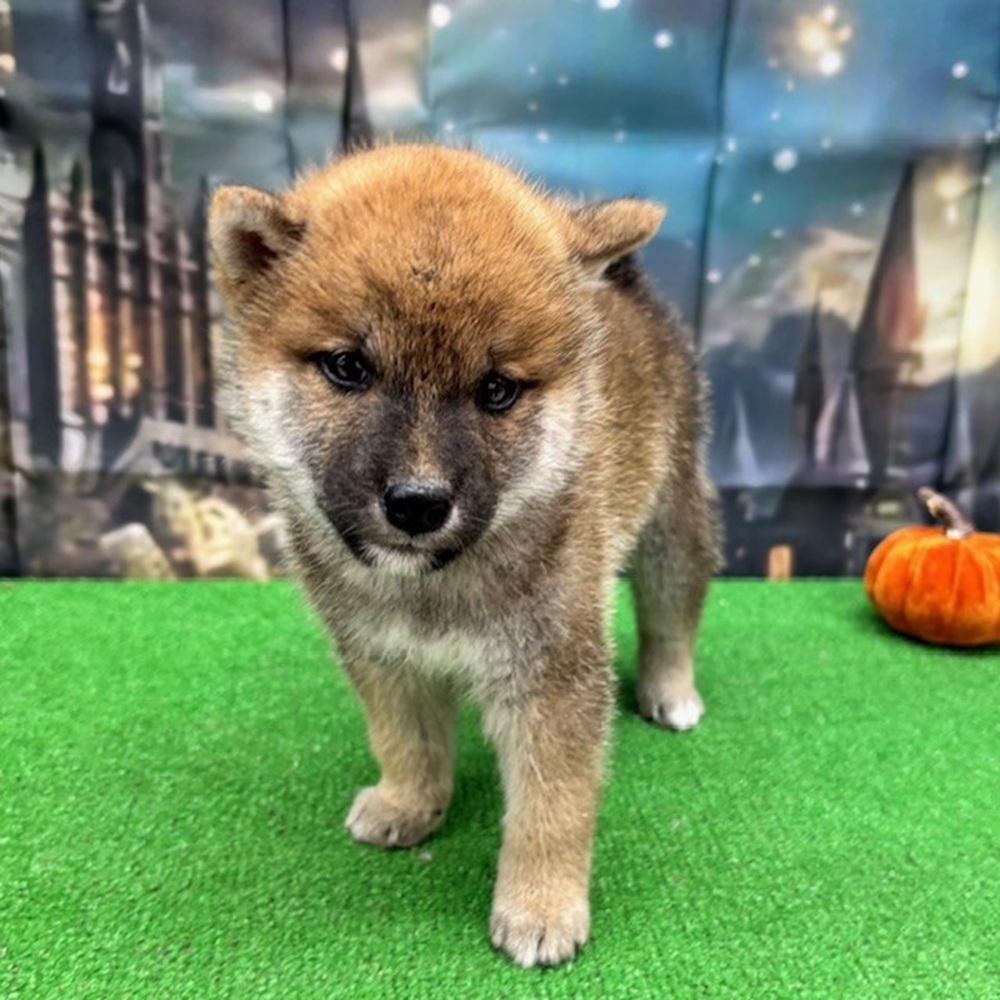 愛知県の柴犬(標準サイズ) (犬の家＆猫の里名古屋天白店/2025年8月25日生まれ/男の子/赤)の子犬の4枚目の画像