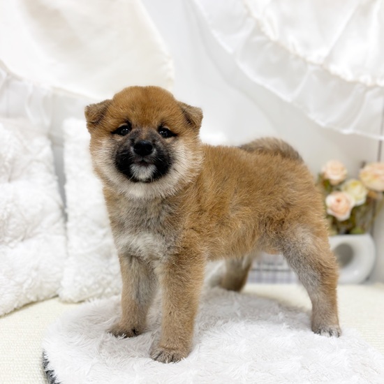 岐阜県の柴犬(標準サイズ) (犬の家＆猫の里カラフルタウン岐阜店/2025年8月25日生まれ/男の子/赤)の子犬の4枚目の画像
