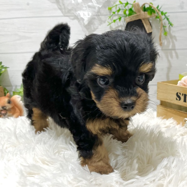 愛知県のチワプー/プーチー(チワワ×プードル) (犬の家＆猫の里豊田店/2025年8月27日生まれ/女の子/ブラックタン)の子犬の4枚目の画像