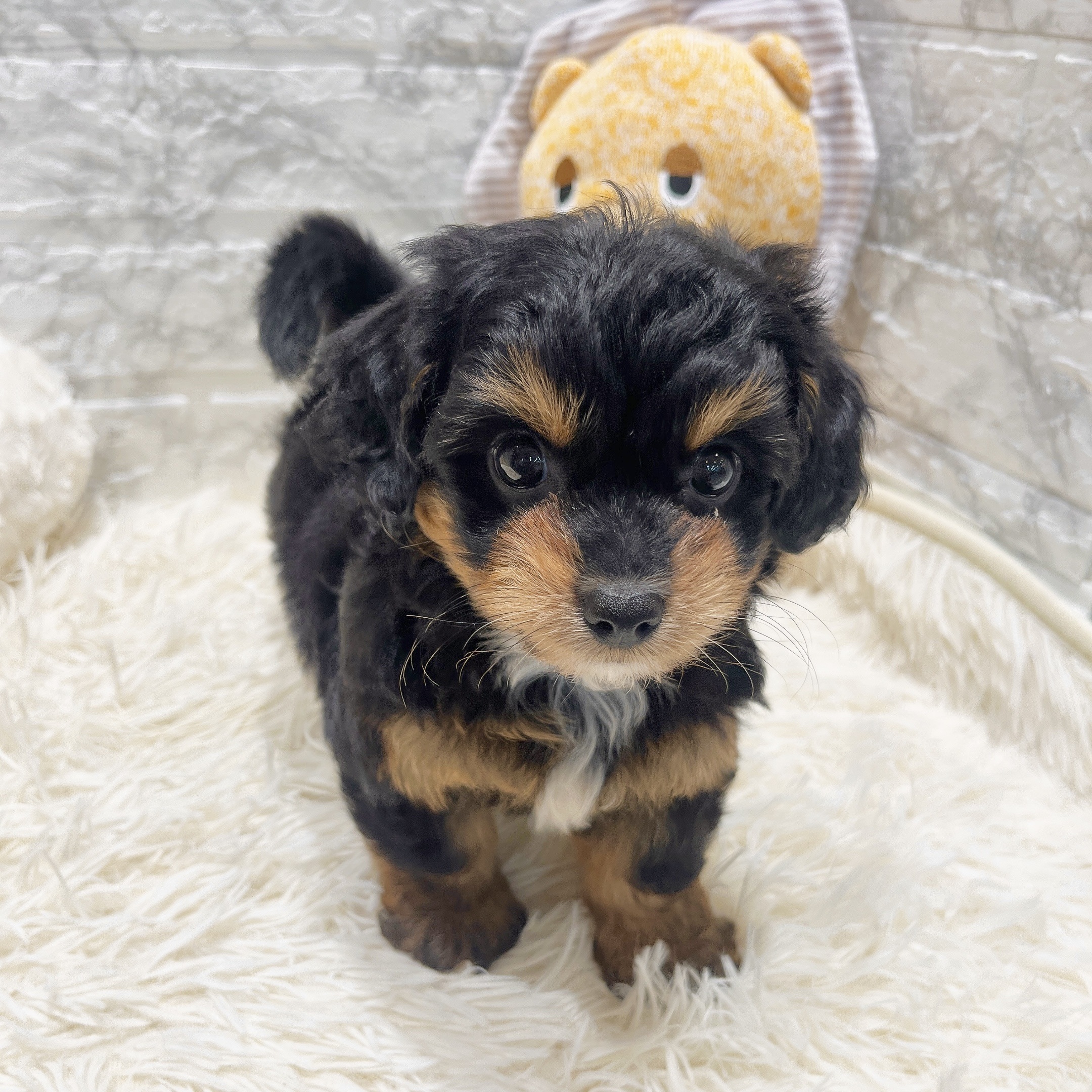 愛知県のチワプー/プーチー(チワワ×プードル) (犬の家&猫の里MiO香久山店/2025年8月27日生まれ/女の子/ブラックタン)の子犬の4枚目の画像