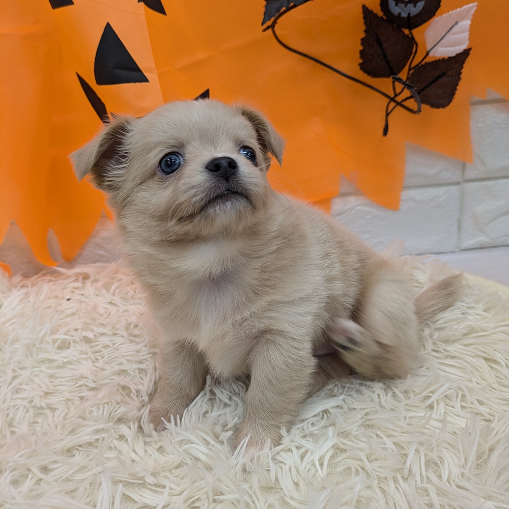 愛知県のチワワ(ロング) (犬の家&猫の里MEGAドン・キホーテ東海名和店/2025年8月27日生まれ/男の子/クリーム)の子犬の1枚目の画像