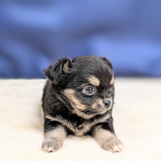 愛知県のチワワ(ロング) (犬の家＆猫の里一宮店/2025年8月27日生まれ/女の子/ブラックタン)の子犬の4枚目の画像