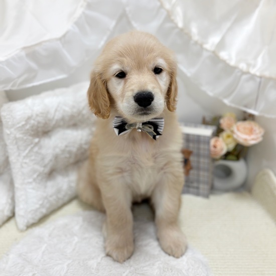 岐阜県のゴールデンレトリバー (犬の家＆猫の里カラフルタウン岐阜店/2025年8月26日生まれ/女の子/ゴールデン)の子犬の4枚目の画像