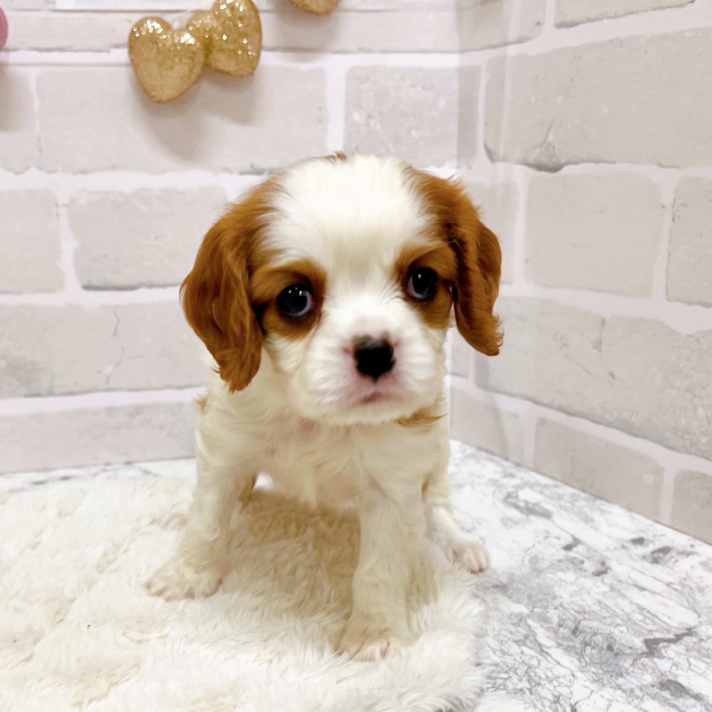 京都府のキャバリアキングチャールズスパニエル (犬の家＆猫の里京都精華店/2025年8月26日生まれ/男の子/ブレンハイム)の子犬の4枚目の画像