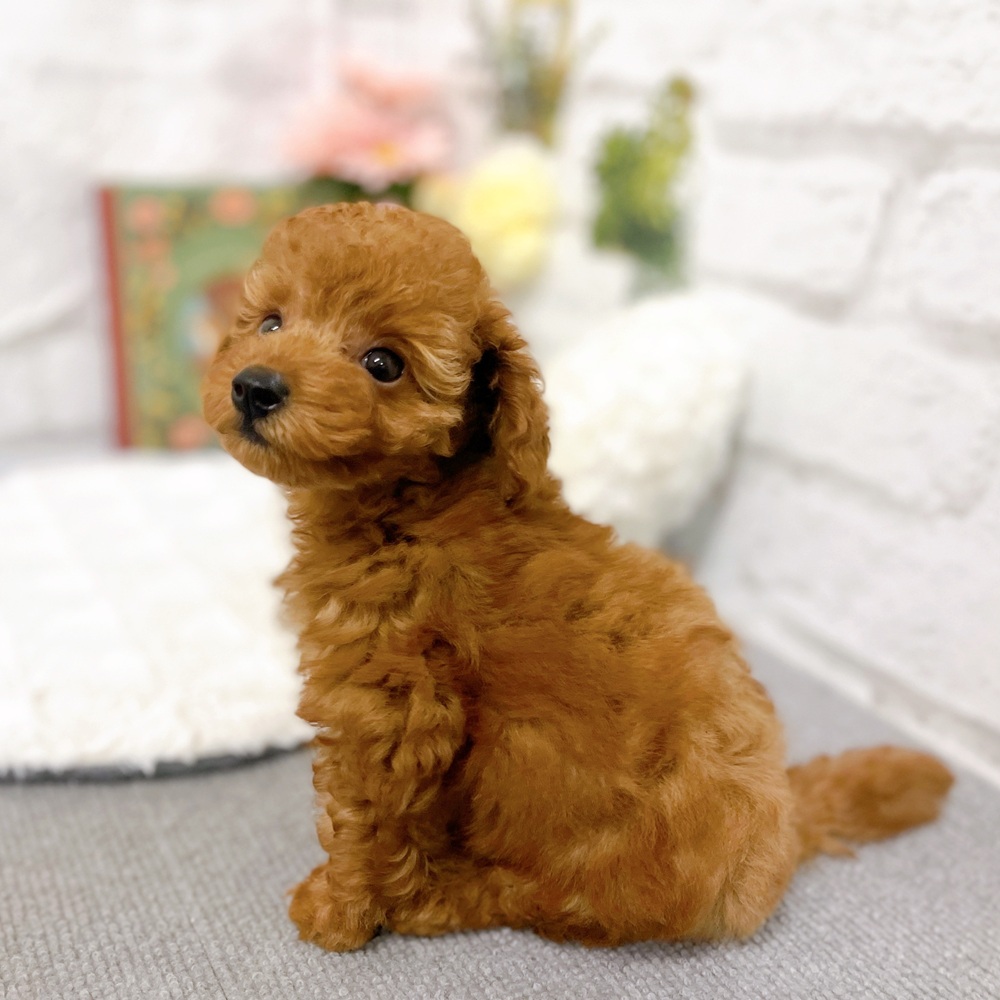 京都府のトイプードル(トイ) (犬の家＆猫の里京都樟葉店/2025年8月24日生まれ/女の子/レッドフォーン)の子犬の4枚目の画像