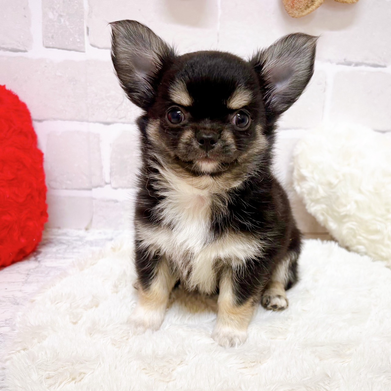 京都府のチワワ(ロング) (犬の家＆猫の里京都精華店/2025年8月25日生まれ/男の子/ブラックタンホワイト)の子犬の1枚目の画像