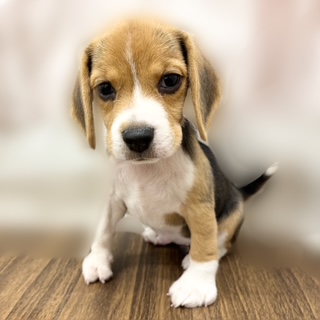 兵庫県のビーグル (犬の家&猫の里カナート西神戸店/2025年8月28日生まれ/女の子/ブラックタンホワイト)の子犬の4枚目の画像