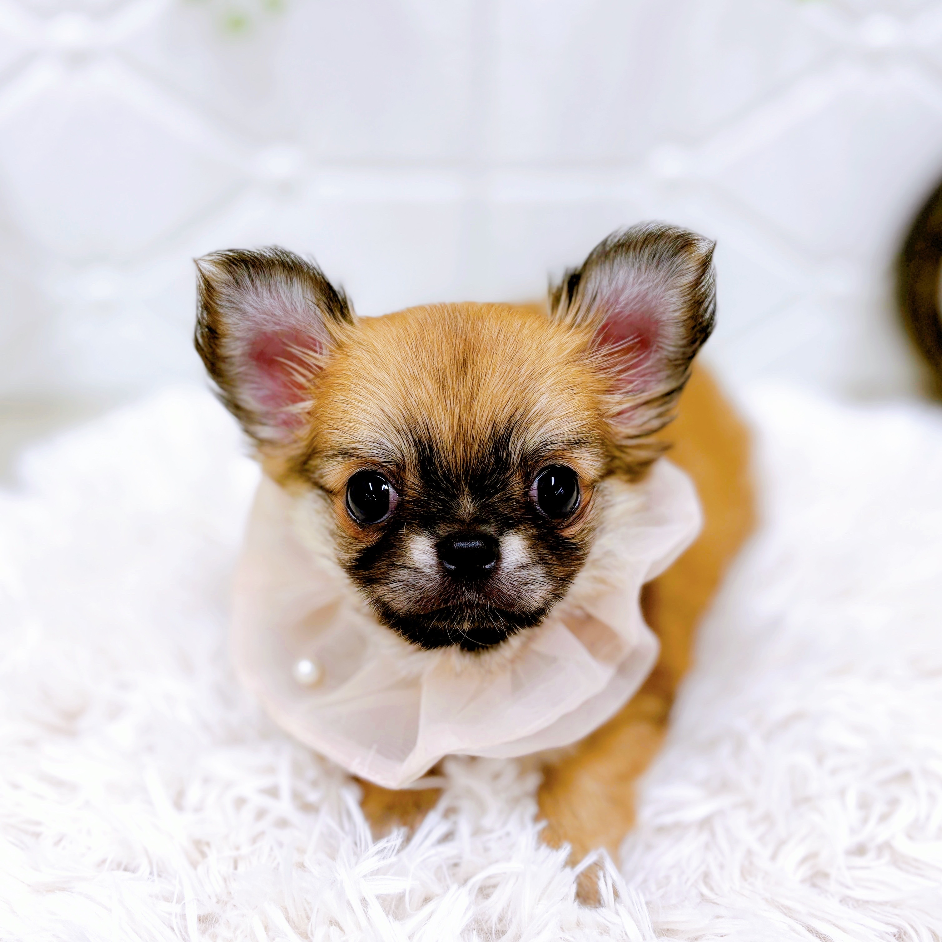 福井県のチワワ(ロング) (犬の家＆猫の里アミーゴ福井店/2025年8月23日生まれ/女の子/レッド)の子犬の4枚目の画像