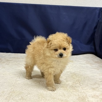 愛知県のポメプー(ポメラニアン×プードル) (犬の家＆猫の里一宮店/2025年12月1日生まれ/男の子/アプリコットホワイト)の子犬の4枚目の画像