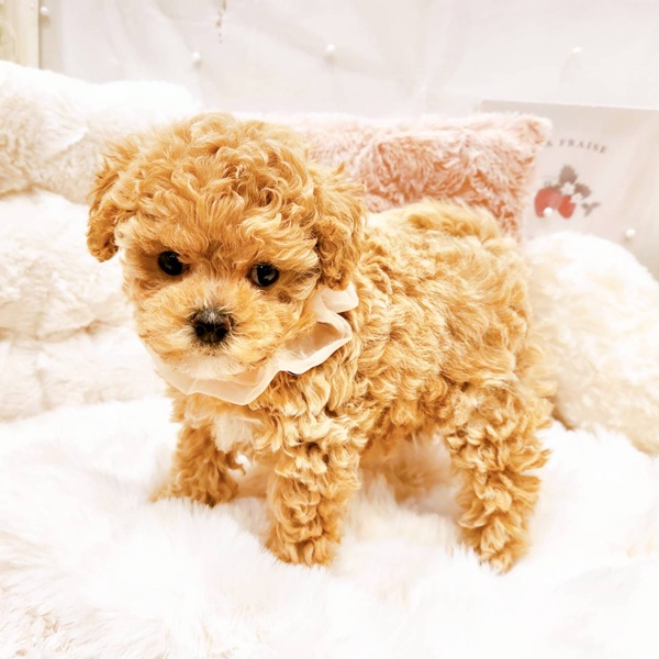 福井県のマルプー(マルチーズ×プードル) (犬の家＆猫の里福井店/2025年8月27日生まれ/女の子/アプリコット)の子犬の4枚目の画像