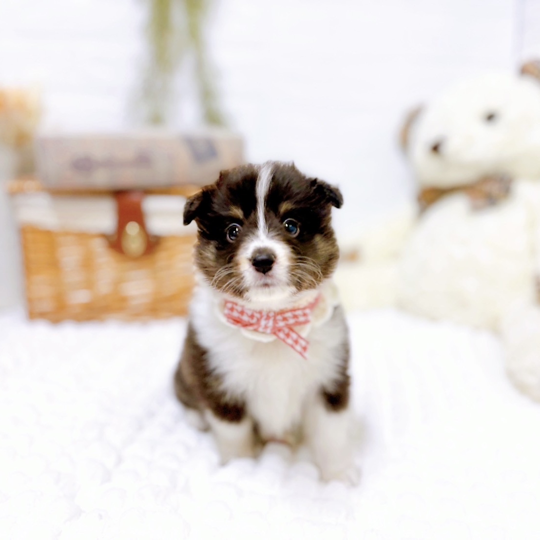 滋賀県のシェットランドシープドッグ (犬の家＆猫の里近江八幡店/2025年8月28日生まれ/女の子/ブラックタンホワイト)の子犬の4枚目の画像