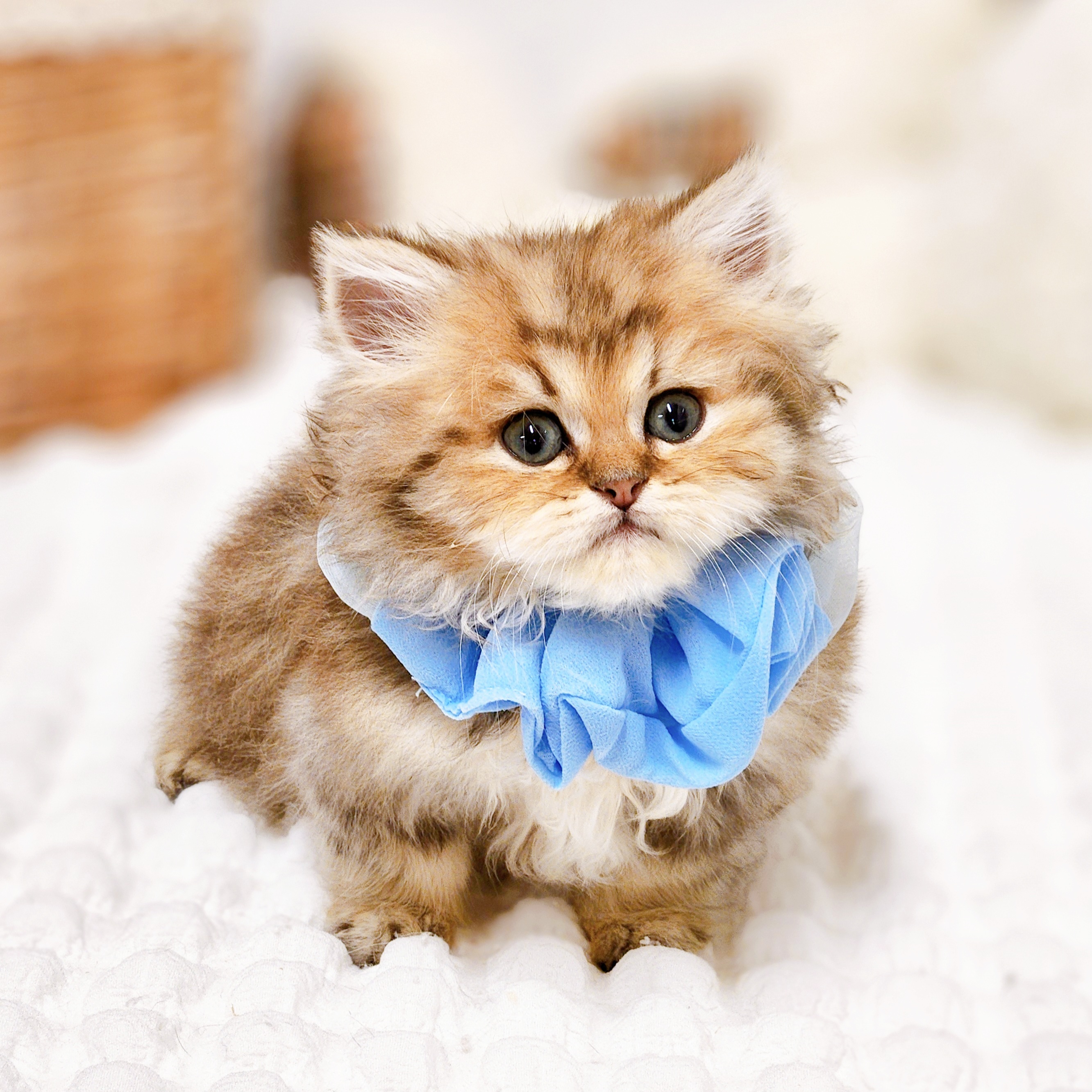 滋賀県のペルシャ (犬の家＆猫の里近江八幡店/2025年8月26日生まれ/男の子/チンチラゴールデン)の子猫の4枚目の画像