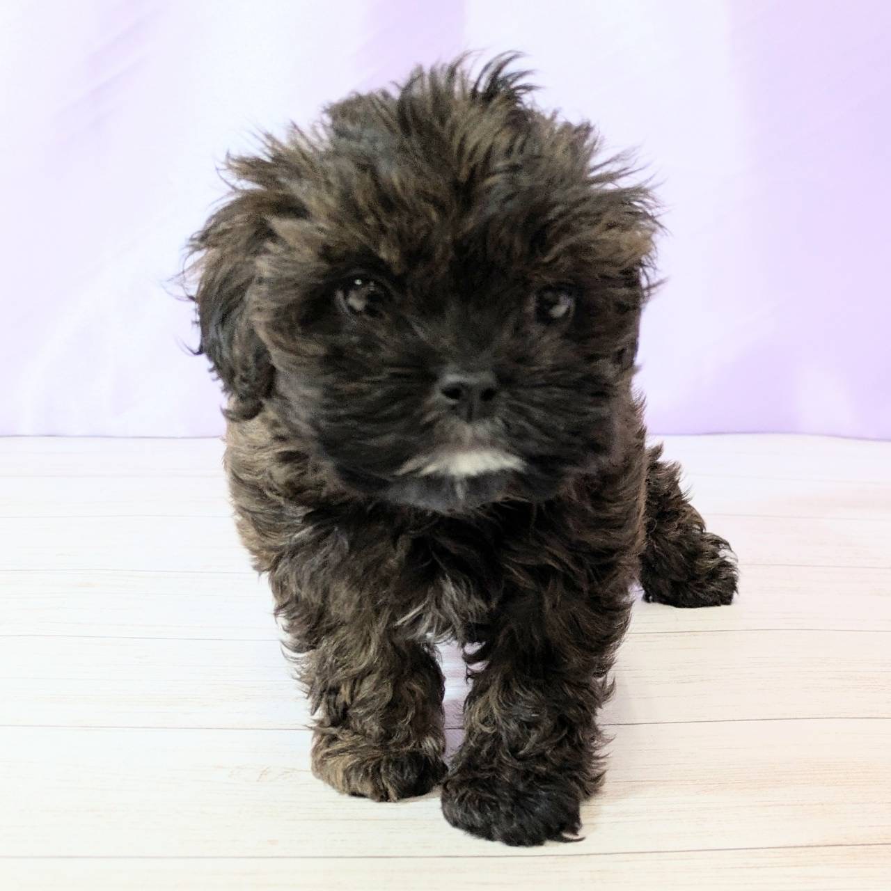 兵庫県のプーズー/プーシーズ(プードル×シーズー) (犬の家＆猫の里尼崎店/2025年8月27日生まれ/女の子/ブリンドル)の子犬の4枚目の画像