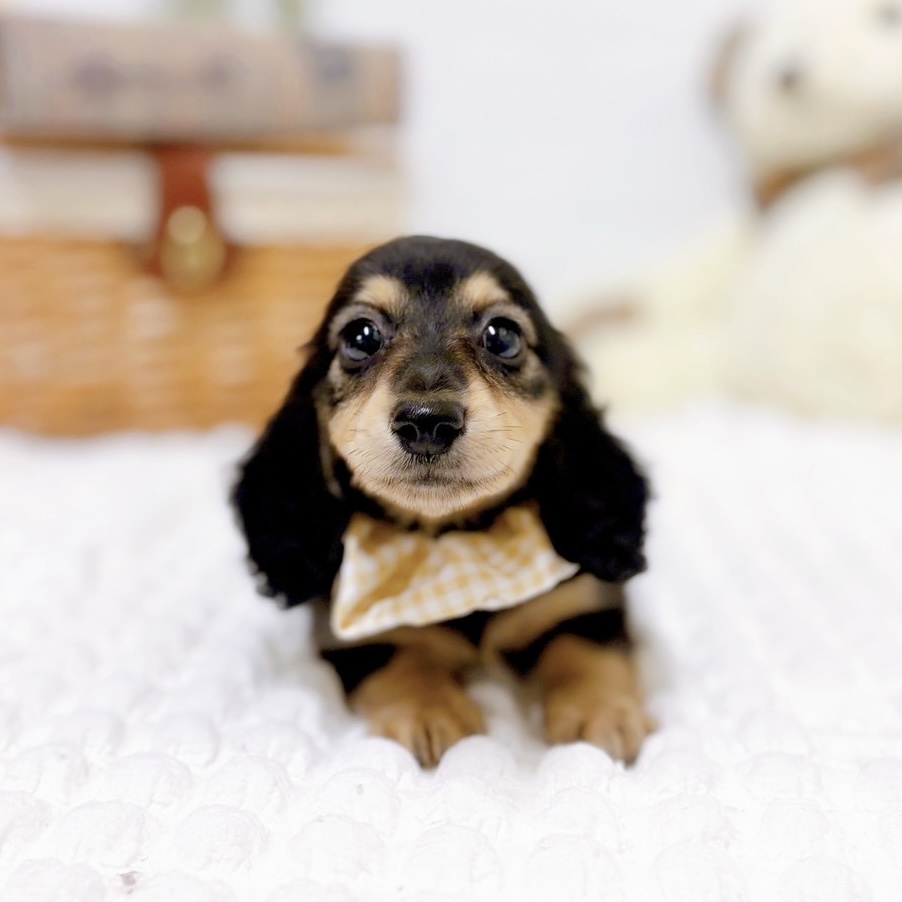 滋賀県のミニチュアダックスフンド(ロング) (犬の家＆猫の里近江八幡店/2025年8月27日生まれ/女の子/ブラックイエロー)の子犬の4枚目の画像