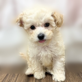 兵庫県のビションプー(ビションフリーゼ×プードル) (犬の家&猫の里カナート西神戸店/2025年8月28日生まれ/男の子/クリーム)の子犬の1枚目の画像