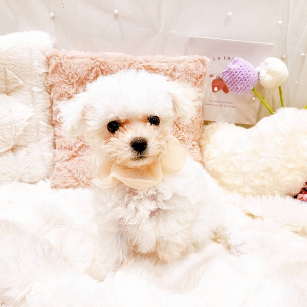 福井県のビションフリーゼ (犬の家＆猫の里福井店/2025年8月23日生まれ/女の子/ホワイト)の子犬の4枚目の画像