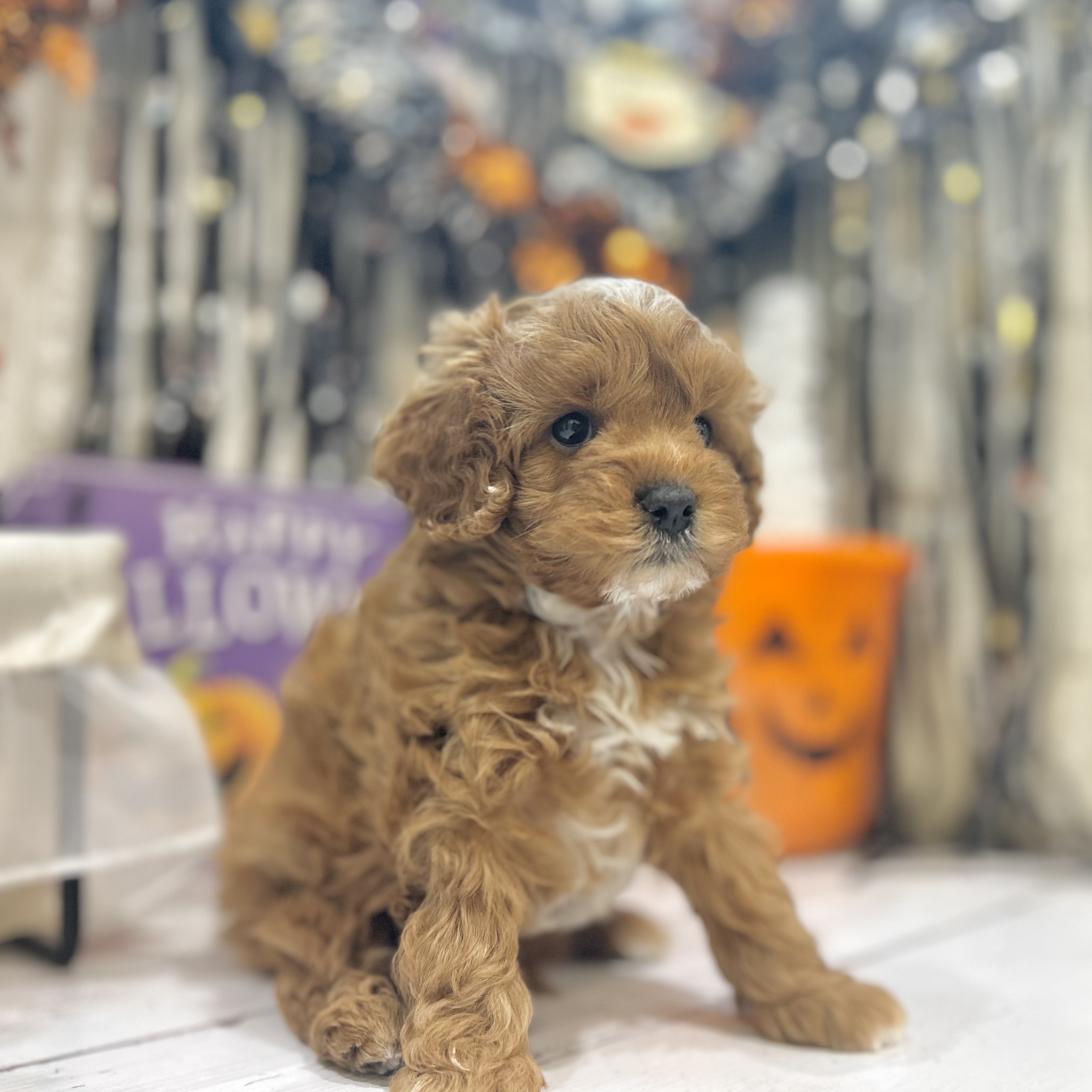 岡山県のキャバプー(キャバリア×プードル) (犬の家＆猫の里倉敷店/2025年8月29日生まれ/男の子/レッドホワイト)の子犬の4枚目の画像