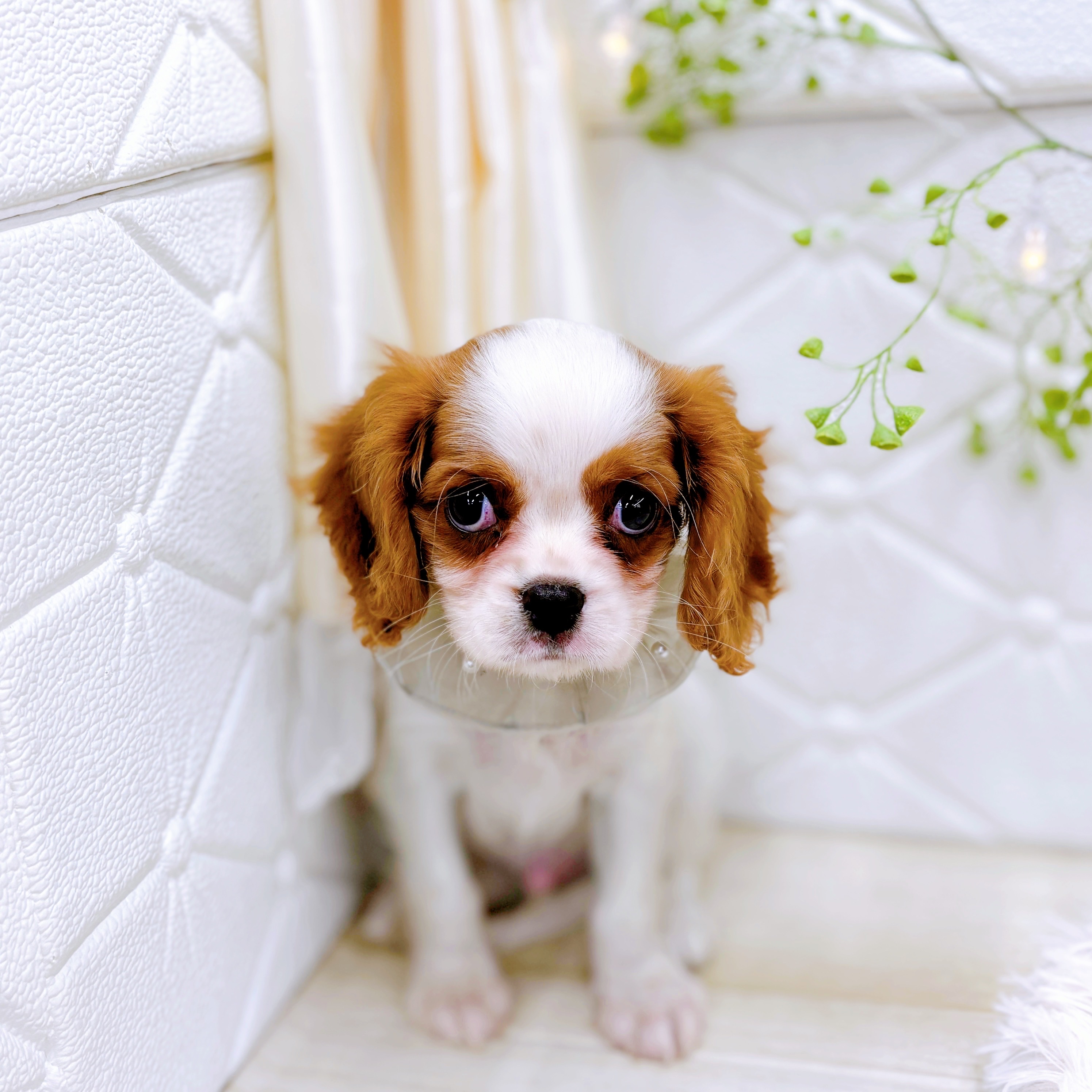 福井県のキャバリアキングチャールズスパニエル (犬の家＆猫の里アミーゴ福井店/2025年8月28日生まれ/男の子/ブレンハイム)の子犬の4枚目の画像