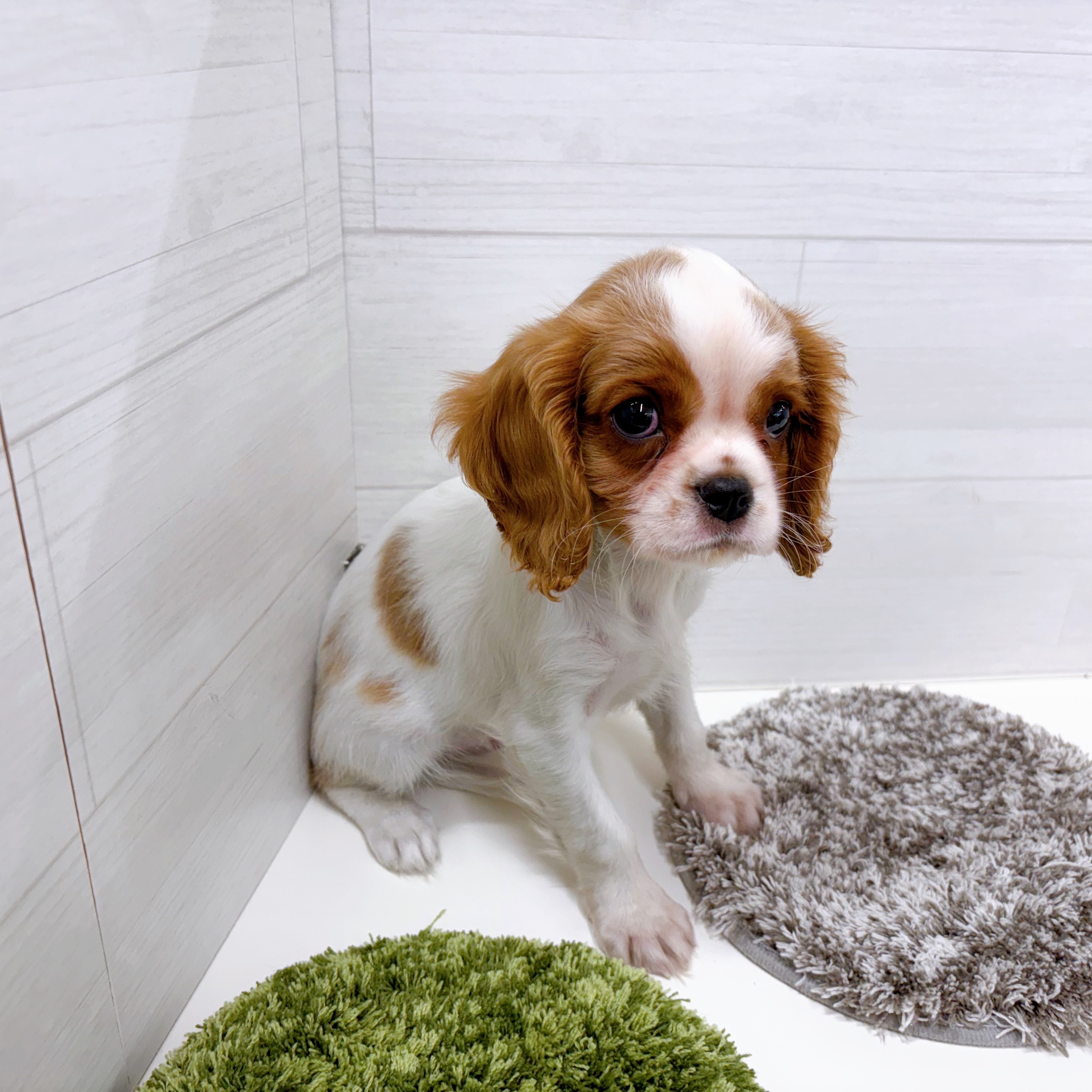 石川県のキャバリアキングチャールズスパニエル (犬の家＆猫の里アミーゴ金沢おこばた店/2025年8月28日生まれ/男の子/ブレンハイム)の子犬の4枚目の画像