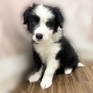 兵庫県のボーダーコリー (犬の家＆猫の里カナート西神戸店/2025年8月29日生まれ/男の子/ブラックホワイト)の子犬の4枚目の画像