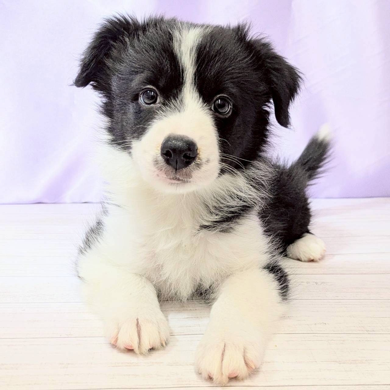 兵庫県のボーダーコリー (犬の家＆猫の里尼崎店/2025年8月29日生まれ/女の子/ブラックホワイト)の子犬の4枚目の画像