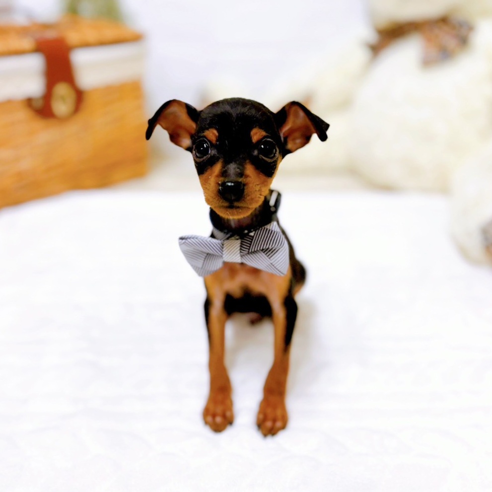 滋賀県のミニチュアピンシャー (犬の家＆猫の里近江八幡店/2025年11月15日生まれ/男の子/ブラックタン)の子犬の4枚目の画像