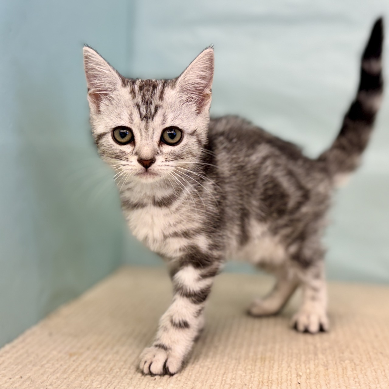 愛知県のアメリカンショートヘアー (犬の家＆猫の里春日井本店/2025年8月28日生まれ/女の子/シルバータビー)の子猫の4枚目の画像