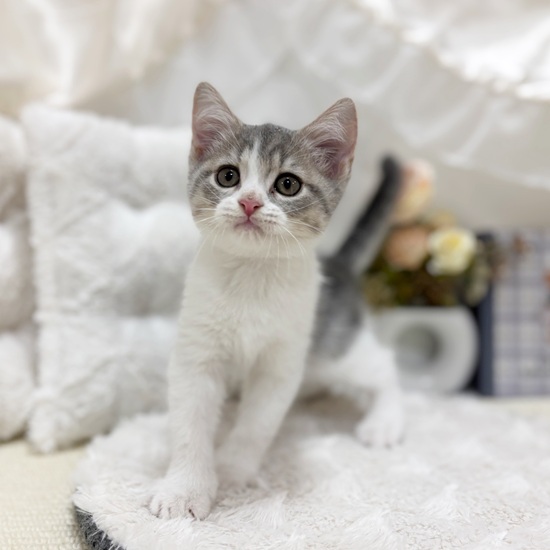 岐阜県のスコティッシュストレート (犬の家＆猫の里カラフルタウン岐阜店/2025年8月29日生まれ/男の子/ブルータビーホワイト)の子猫の4枚目の画像