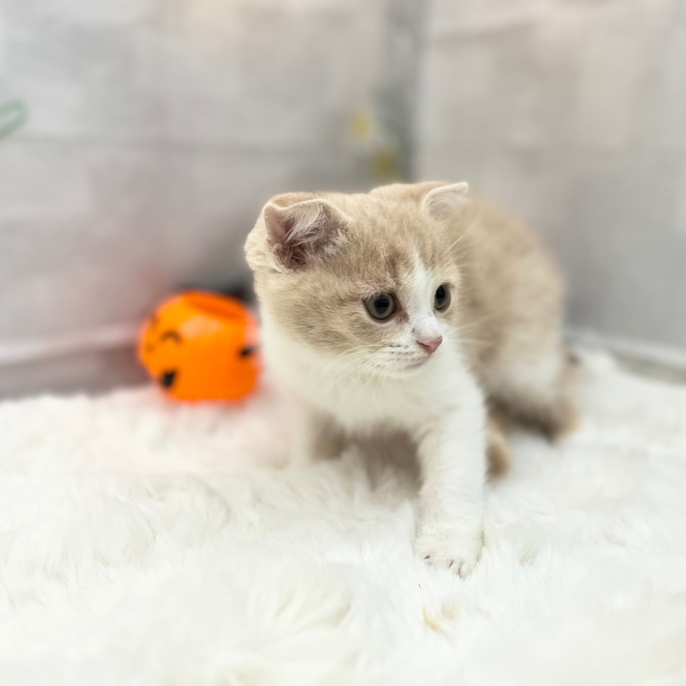 静岡県のスコティッシュフォールド (犬の家＆猫の里MEGAドン・キホーテ袋井店/2025年8月29日生まれ/男の子/クリームタビーホワイト)の子猫の4枚目の画像