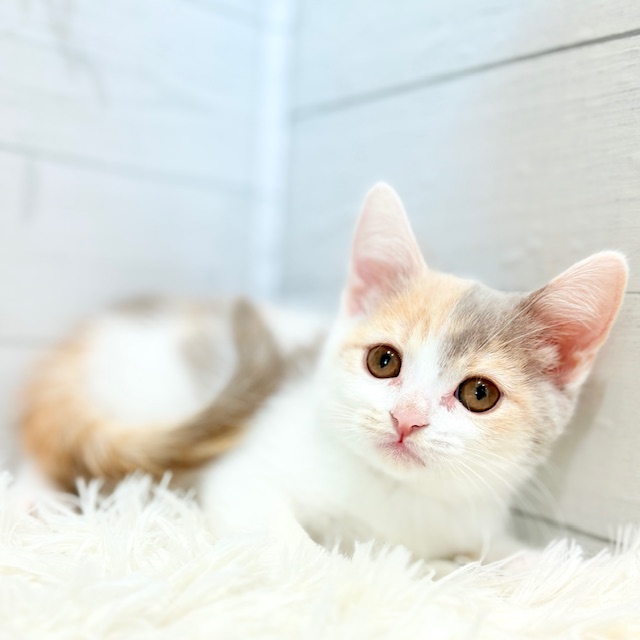 愛知県のスコティッシュストレート (犬の家＆猫の里豊田店/2025年8月29日生まれ/女の子/ライラックパッチドタビー＆ホワイト)の子猫の4枚目の画像