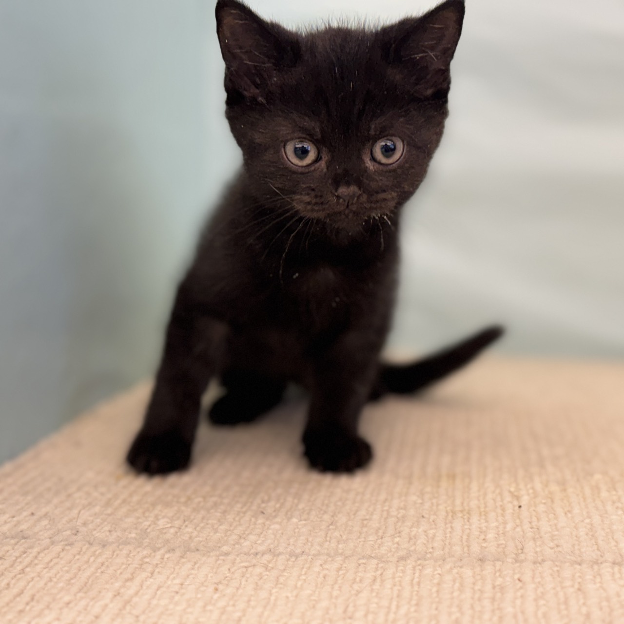 愛知県のブリティッシュショートヘアー (犬の家＆猫の里春日井本店/2025年8月29日生まれ/男の子/ブラック)の子猫の4枚目の画像