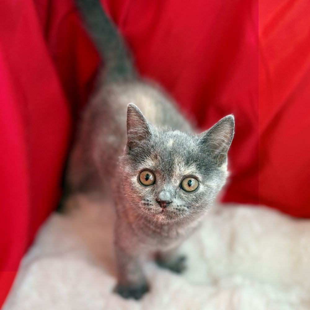 愛知県のブリティッシュショートヘアー (犬の家＆猫の里愛知刈谷店/2025年8月29日生まれ/女の子/ブルークリーム)の子猫の4枚目の画像