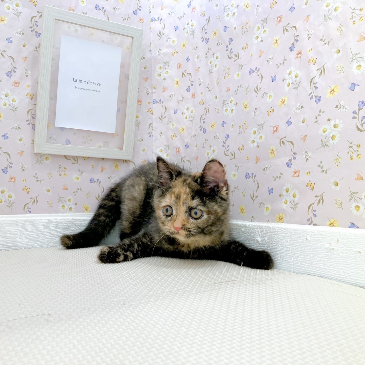 石川県のブリティッシュショートヘアー (犬の家＆猫の里金沢店/2025年8月29日生まれ/女の子/トーティーシェル)の子猫の4枚目の画像