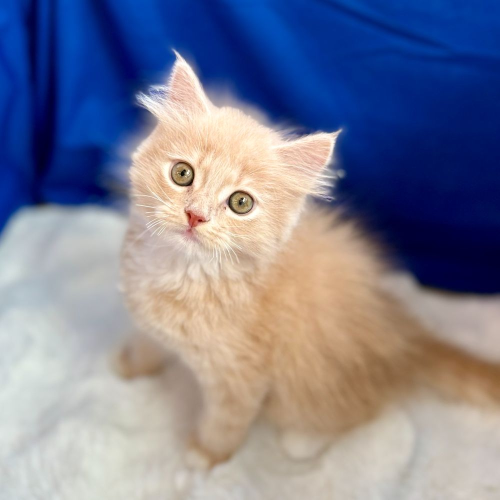 愛知県のサイベリアン (犬の家＆猫の里愛知刈谷店/2025年8月27日生まれ/男の子/クリームタビーホワイト)の子猫の4枚目の画像