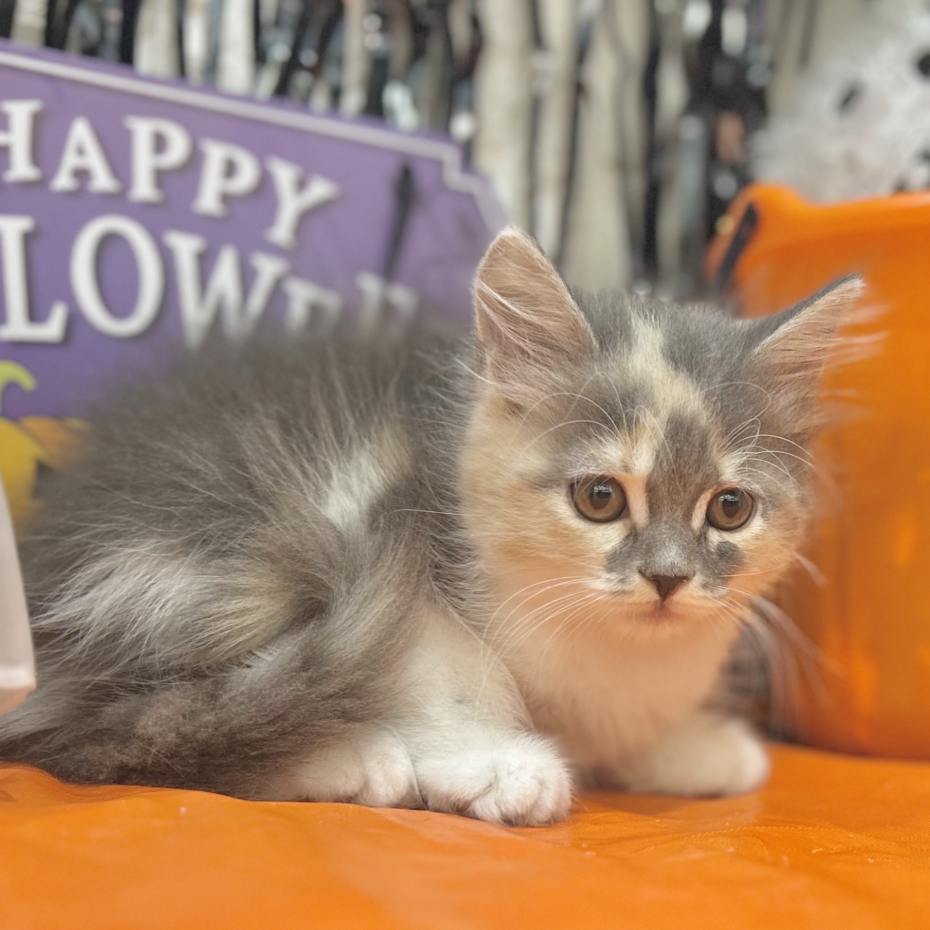 岡山県のサイベリアン (犬の家＆猫の里倉敷店/2025年8月27日生まれ/女の子/ブルーパッチドタビーホワイト)の子猫の4枚目の画像