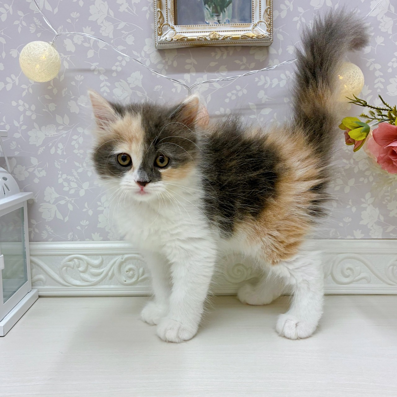 富山県のサイベリアン (犬の家&猫の里アミーゴ山室店/2025年8月27日生まれ/女の子/ブルーパッチドタビーホワイト)の子猫の4枚目の画像