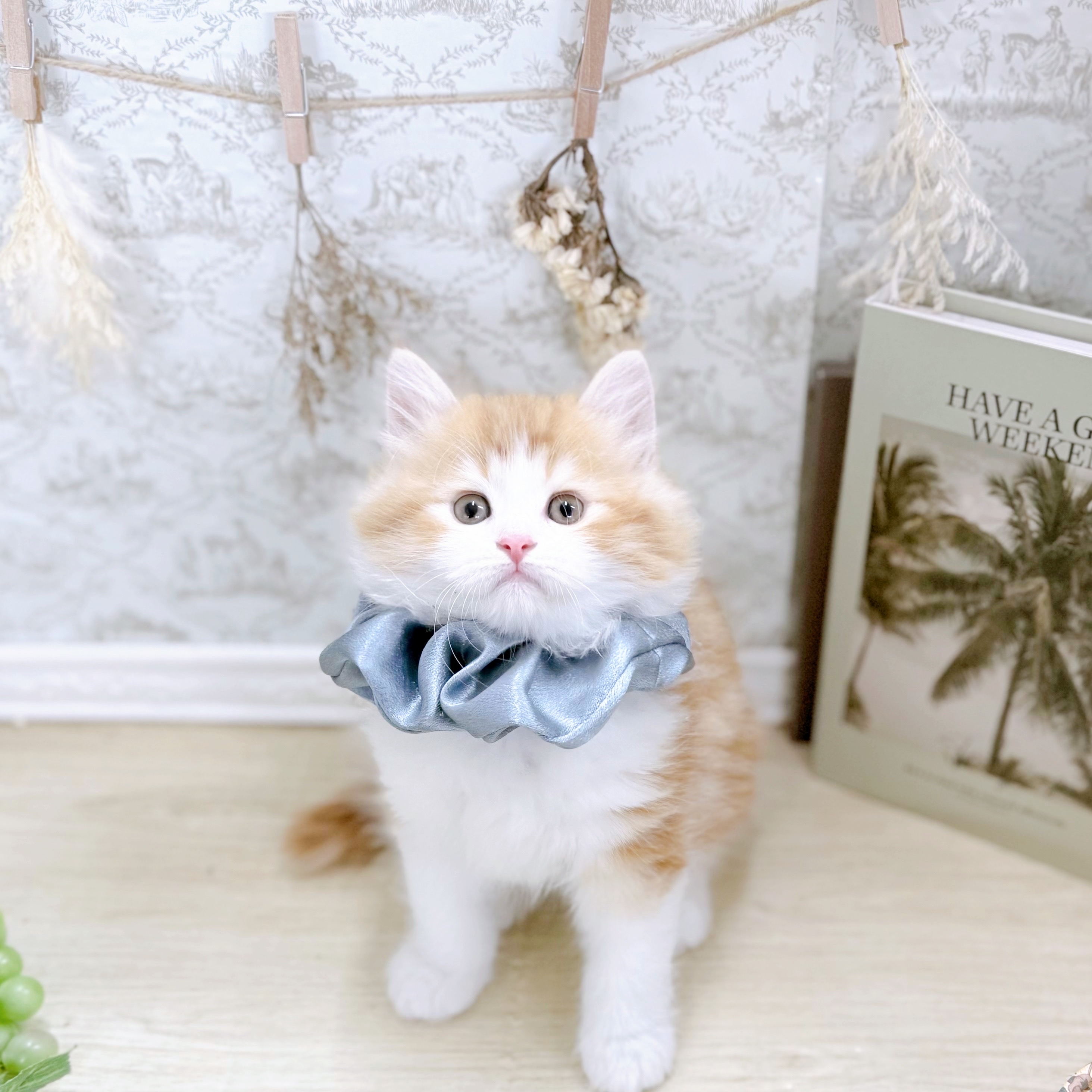 福井県のサイベリアン (犬の家＆猫の里アミーゴ福井大和田店/2025年8月28日生まれ/男の子/レッドタビーホワイト)の子猫