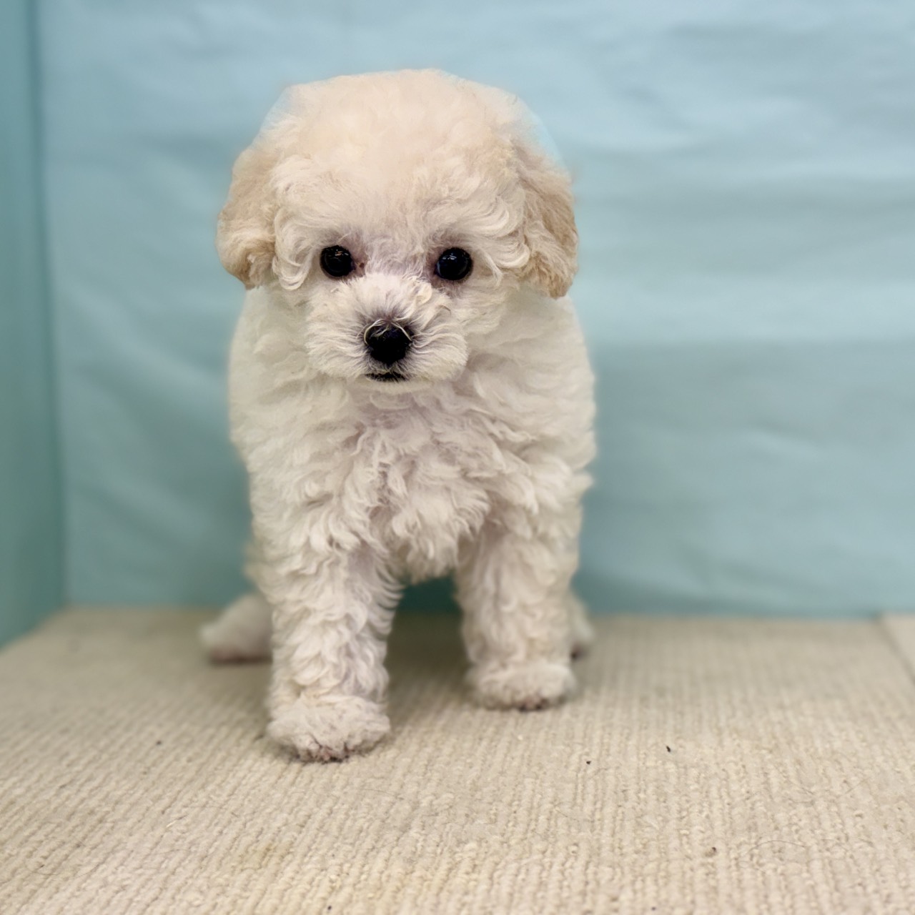 愛知県のトイプードル(トイ) (犬の家＆猫の里春日井本店/2025年8月27日生まれ/男の子/ホワイト)の子犬の4枚目の画像