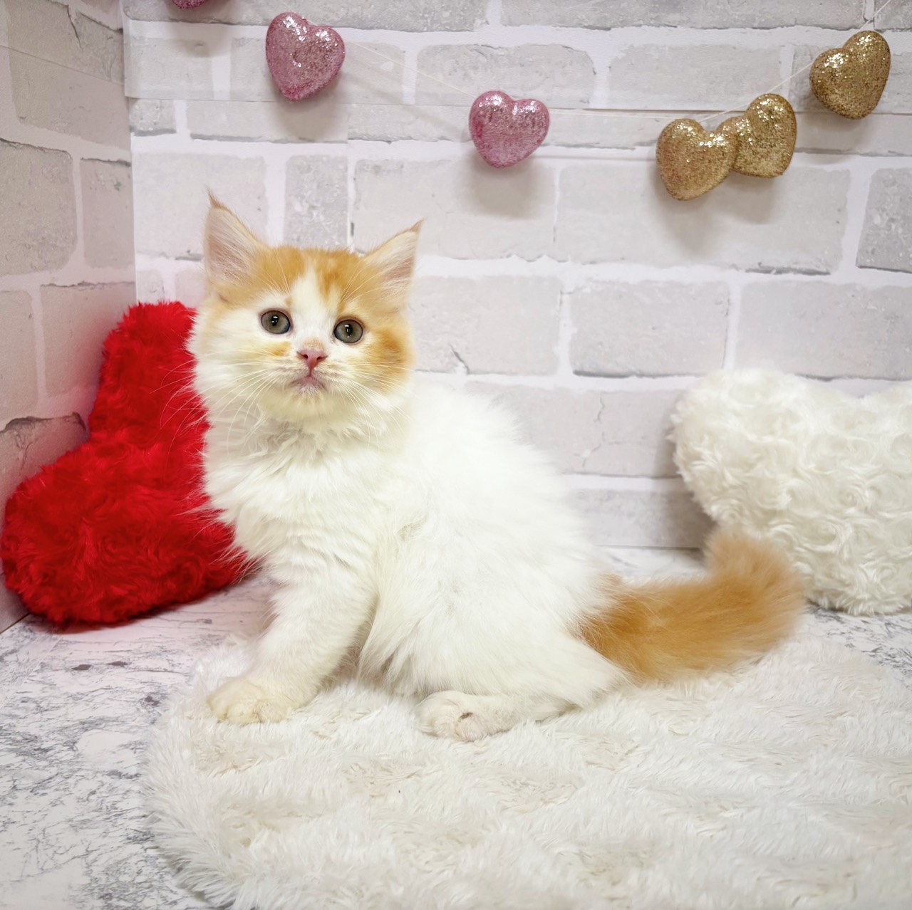 京都府のスコティッシュフォールド (犬の家＆猫の里京都精華店/2025年8月28日生まれ/女の子/レッドタビーホワイト)の子猫の4枚目の画像