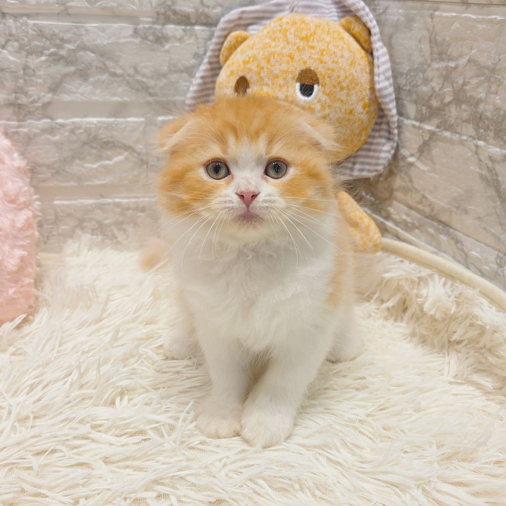 愛知県のスコティッシュフォールド (犬の家＆猫の里MiO香久山店/2025年8月28日生まれ/男の子/レッドタビーホワイト)の子猫の4枚目の画像