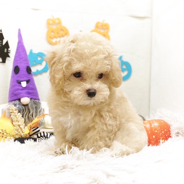 静岡県のマルプー(マルチーズ×プードル) (犬の家＆猫の里藤枝店/2025年8月28日生まれ/男の子/アプリコット)の子犬の4枚目の画像