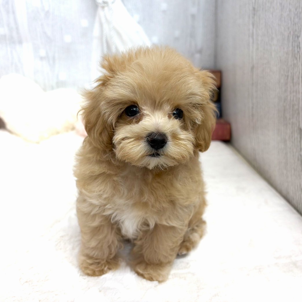 神奈川県のマルプー(マルチーズ×プードル) (犬の家＆猫の里相模原店/2025年8月28日生まれ/女の子/アプリコット)の子犬の4枚目の画像