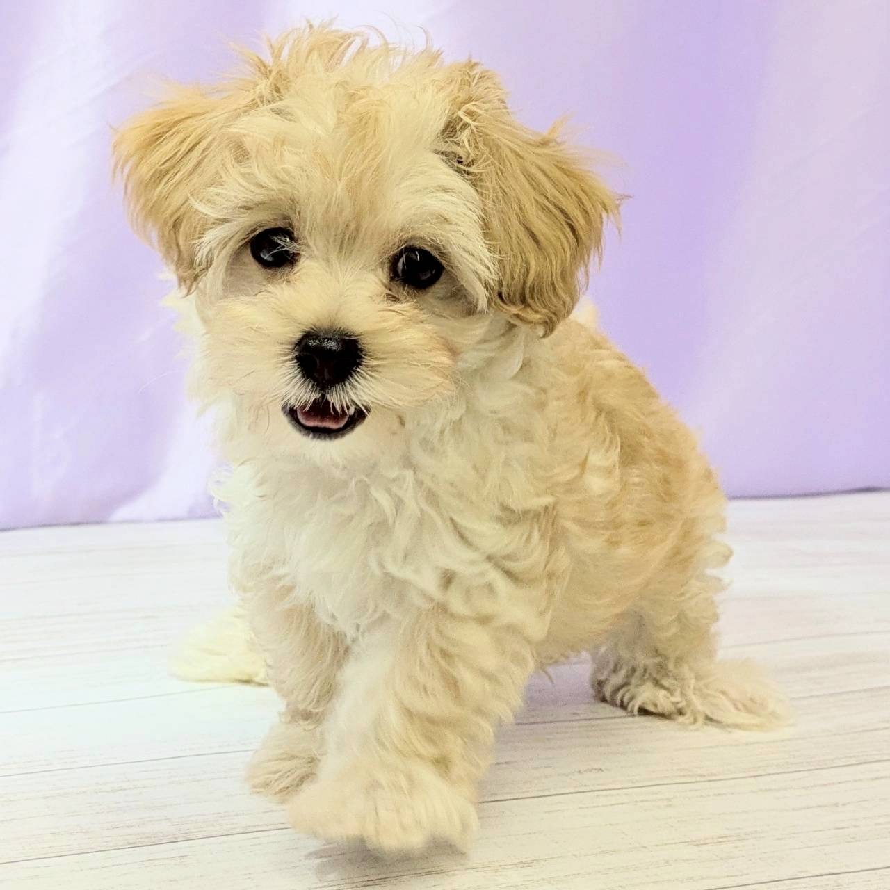 兵庫県のマルプー(マルチーズ×プードル) (犬の家＆猫の里尼崎店/2025年8月30日生まれ/男の子/アプリコット)の子犬の4枚目の画像