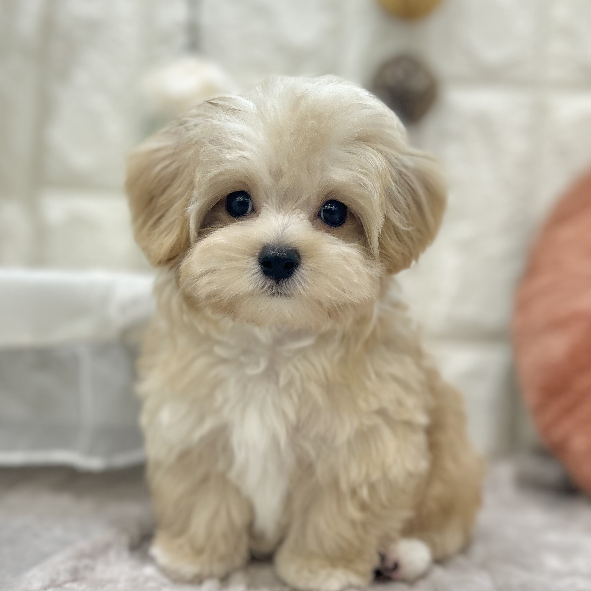 岡山県のマルプー(マルチーズ×プードル) (犬の家＆猫の里倉敷店/2025年8月30日生まれ/男の子/アプリコット)の子犬の4枚目の画像