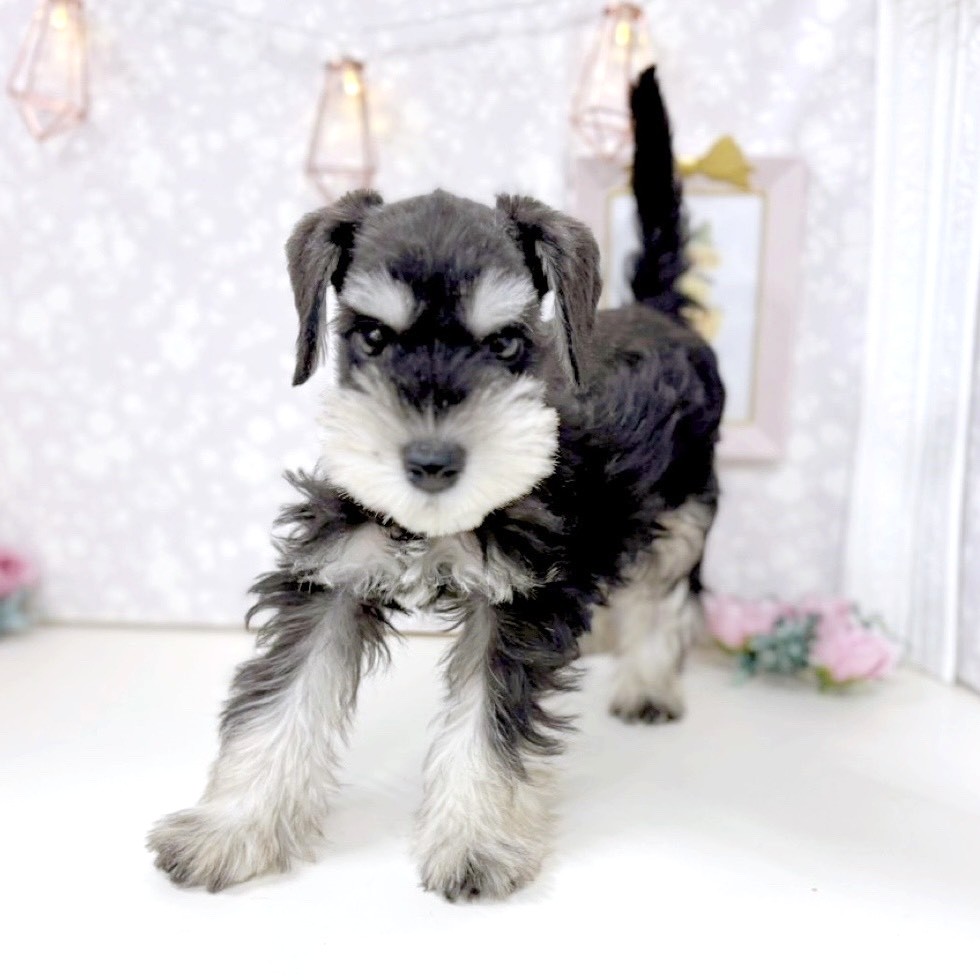 富山県のミニチュアシュナウザー (犬の家＆猫の里アミーゴ高岡蓮花寺店/2025年8月30日生まれ/男の子/ブラックシルバー)の子犬の4枚目の画像