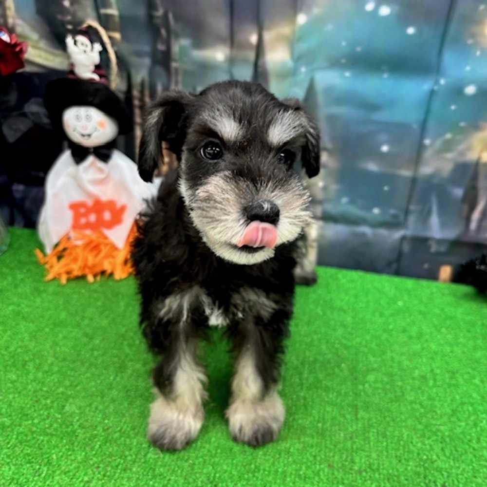 愛知県のミニチュアシュナウザー (犬の家&猫の里名古屋天白店/2025年8月30日生まれ/女の子/ブラックシルバー)の子犬の4枚目の画像