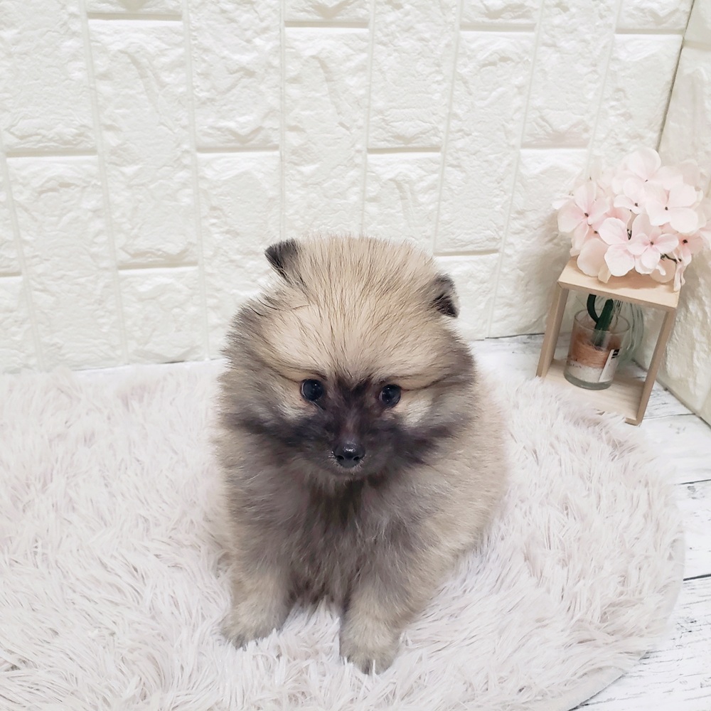 岡山県のポメラニアン (犬の家＆猫の里岡山店/2025年8月31日生まれ/男の子/ウルフセーブル)の子犬の4枚目の画像